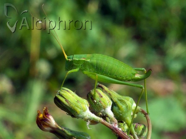 Isophya rectipennis