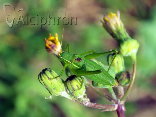 Isophya rectipennis