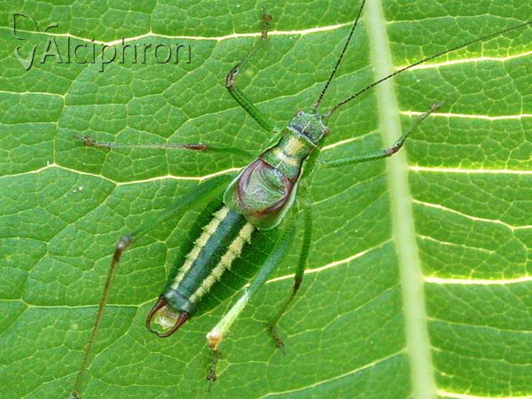 Isophya speciosa