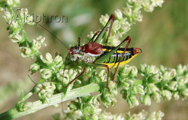 Isophya speciosa