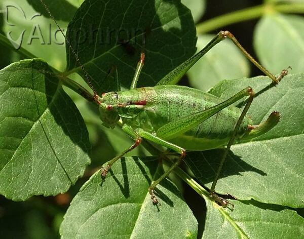 Isophya speciosa