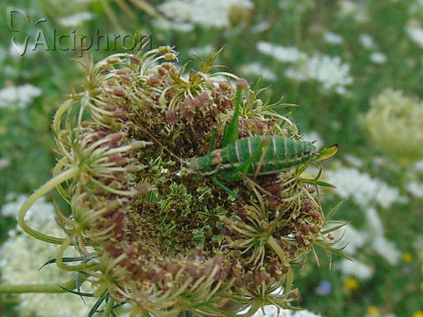 Leptophyes albovittata