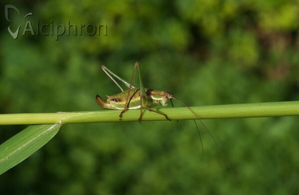 Leptophyes albovittata