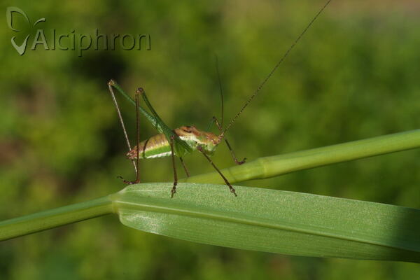Leptophyes albovittata