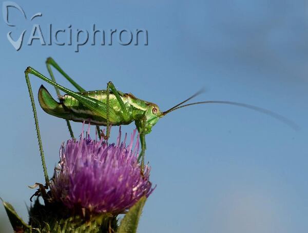 Leptophyes albovittata