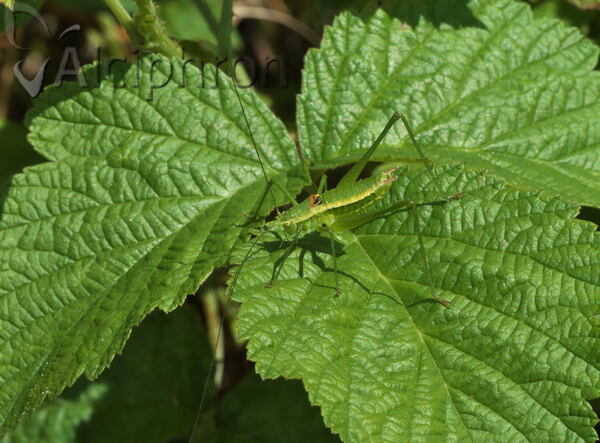 Leptophyes boscii