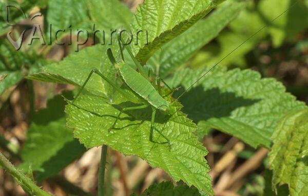 Leptophyes boscii