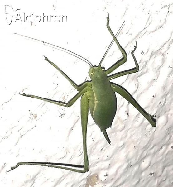 Leptophyes discoidalis