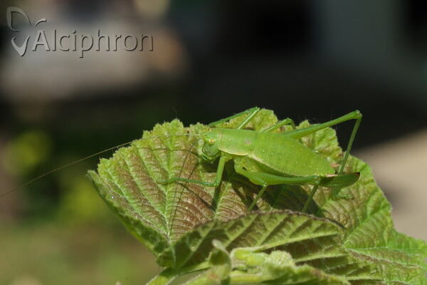 Leptophyes discoidalis