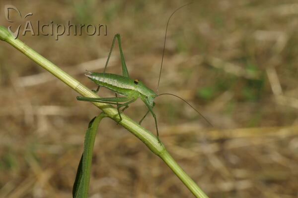 Leptophyes discoidalis