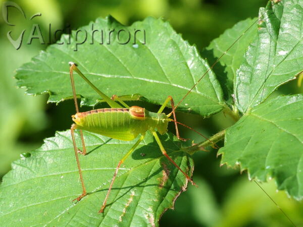 Leptophyes laticauda