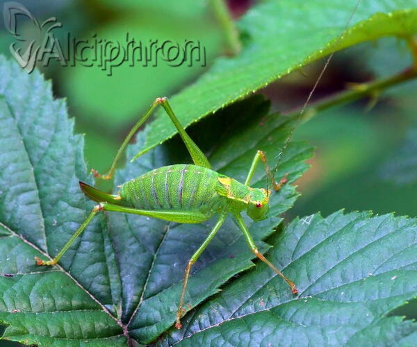 Leptophyes punctatissima