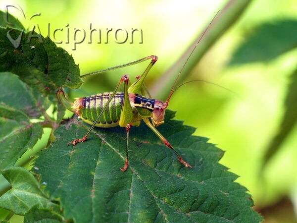 Metaplastes ornatus