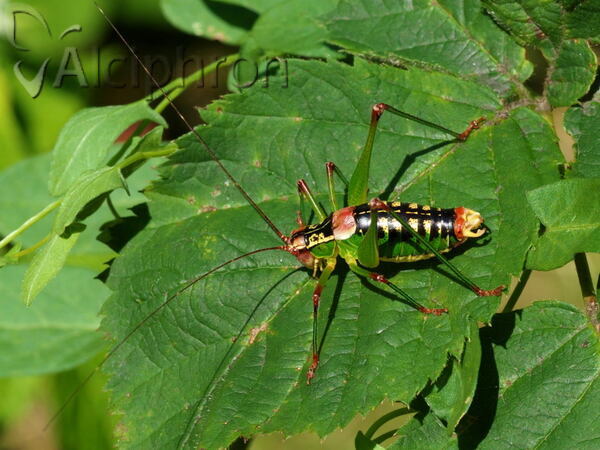 Metaplastes ornatus