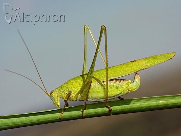 Phaneroptera falcata