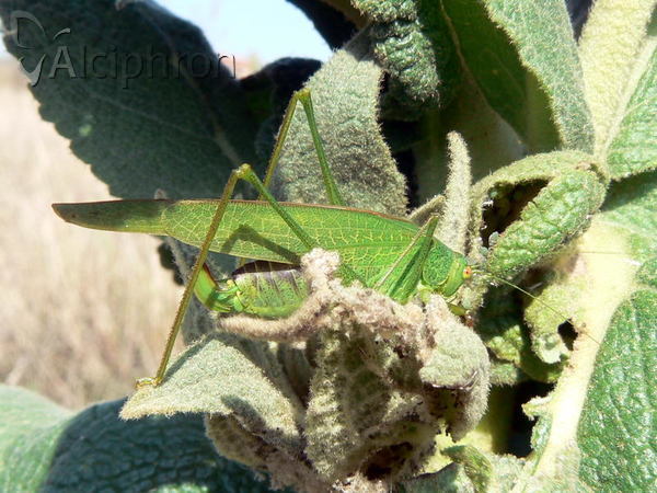 Phaneroptera falcata