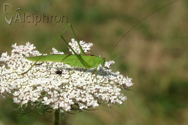 Phaneroptera falcata