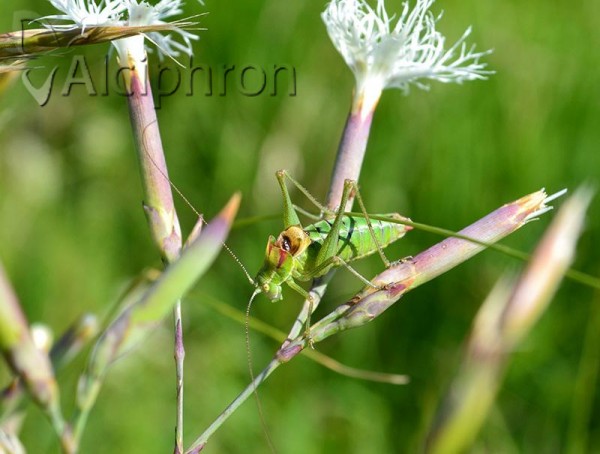 Poecilimon ampliatus