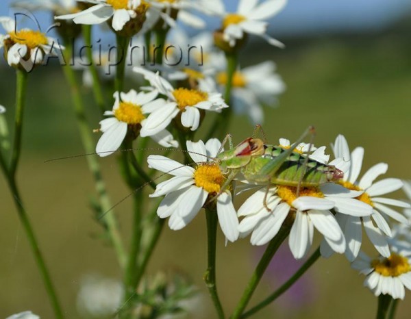Poecilimon ampliatus