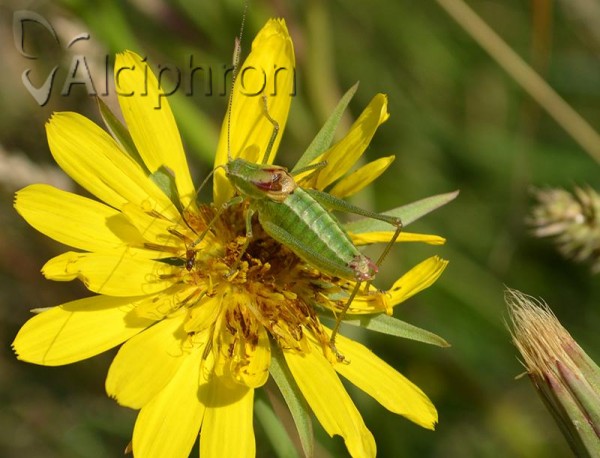 Poecilimon ampliatus
