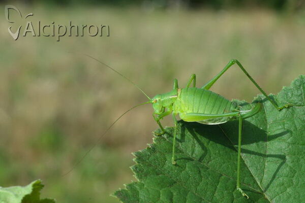 Poecilimon gracilis