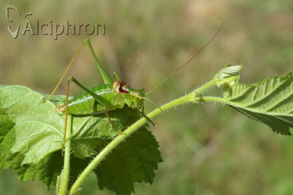 Poecilimon gracilis