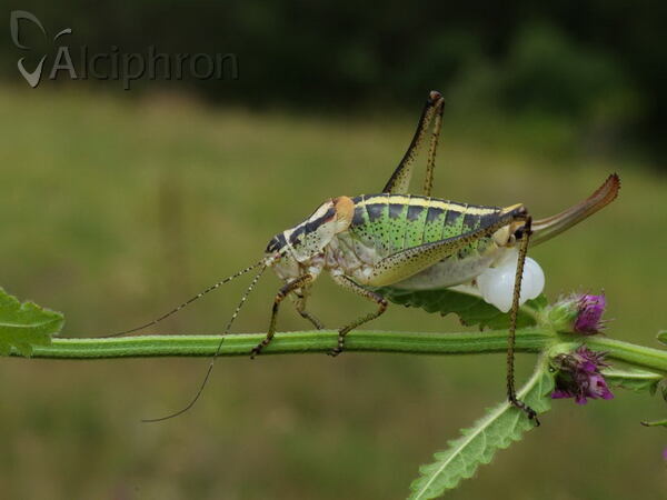 Poecilimon pseudornatus