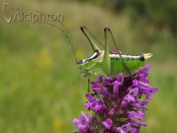 Poecilimon pseudornatus