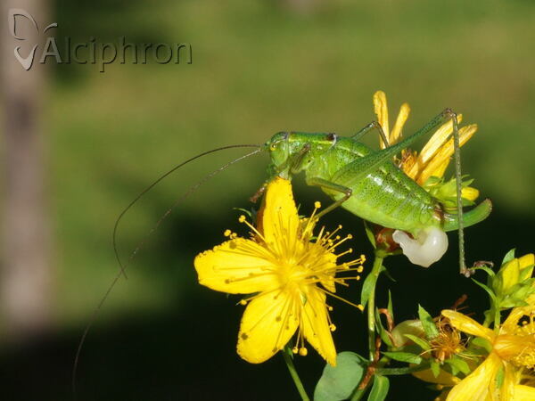 Poecilimon thoracicus