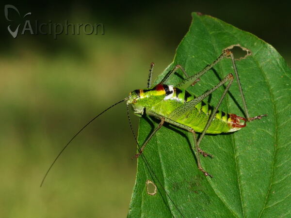 Poecilimon thoracicus