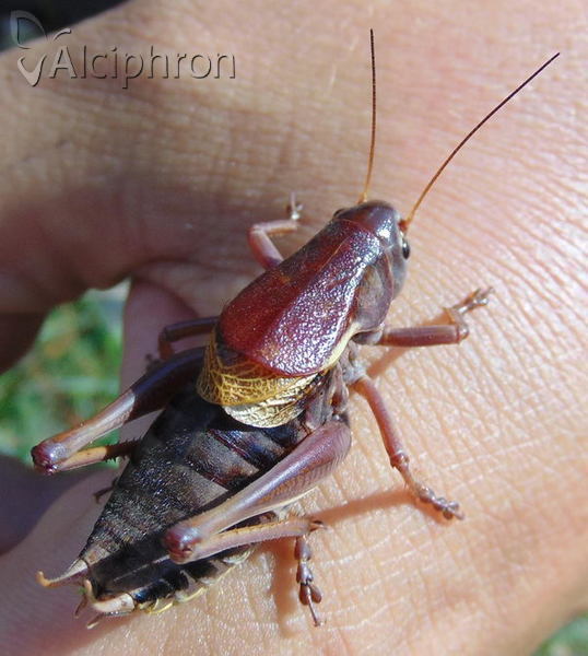 Psorodonotus fieberi
