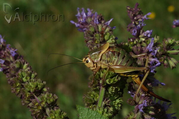 Psorodonotus macedonicus