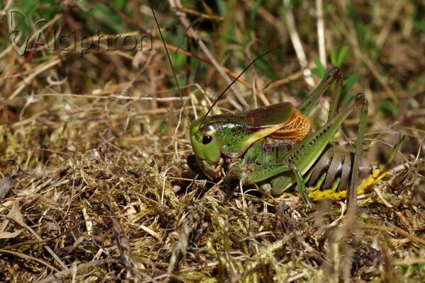 Psorodonotus macedonicus