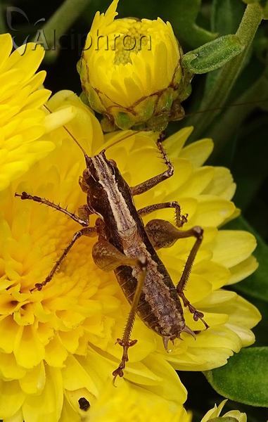 Rhacocleis germanica
