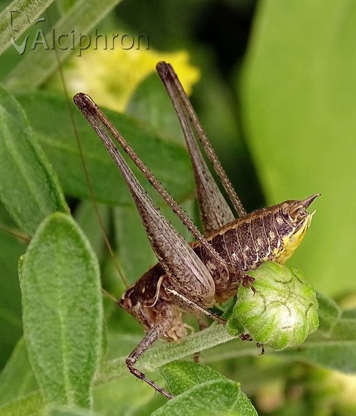 Rhacocleis germanica