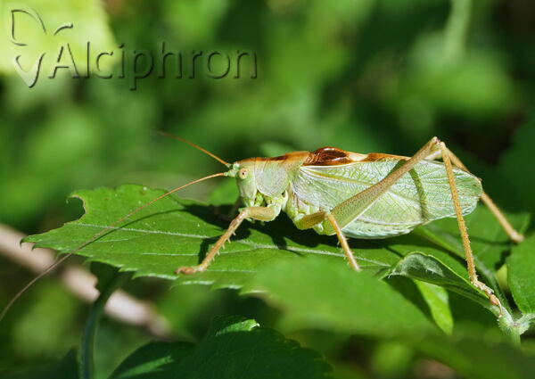 Tettigonia cantans
