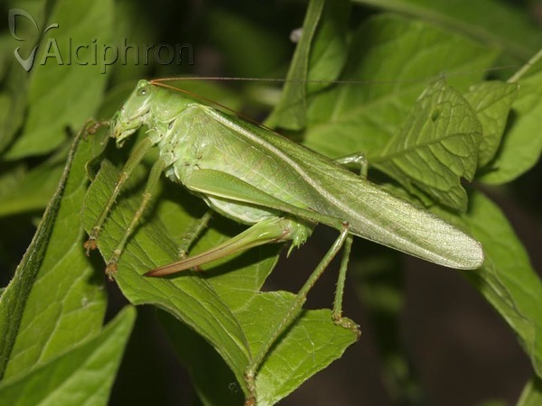 Tettigonia viridissima