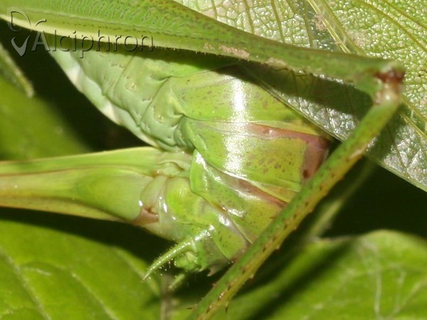 Tettigonia viridissima