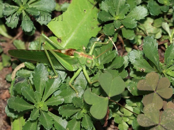 Tettigonia viridissima