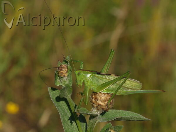 Tettigonia balcanica