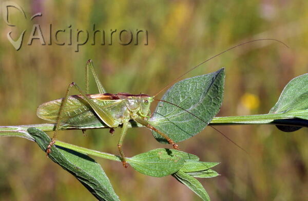 Tettigonia balcanica