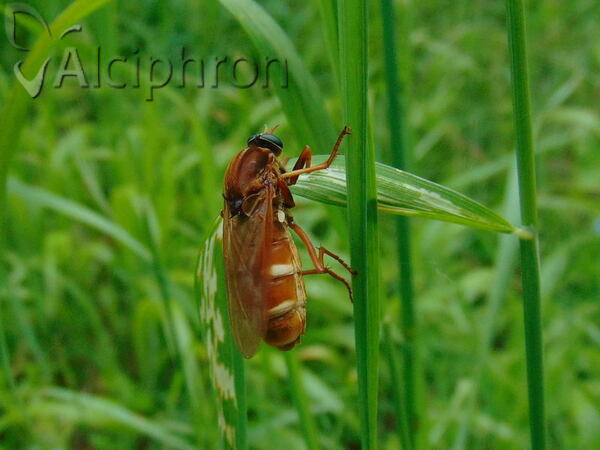 Coenomyia ferruginea