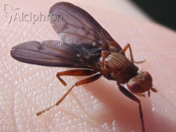 Pelidnoptera nigripennis