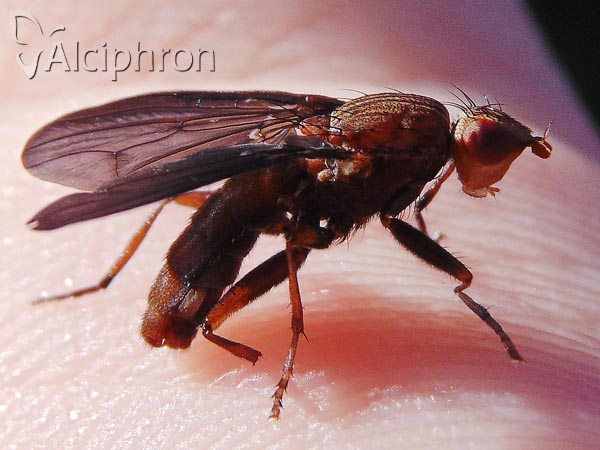 Pelidnoptera nigripennis
