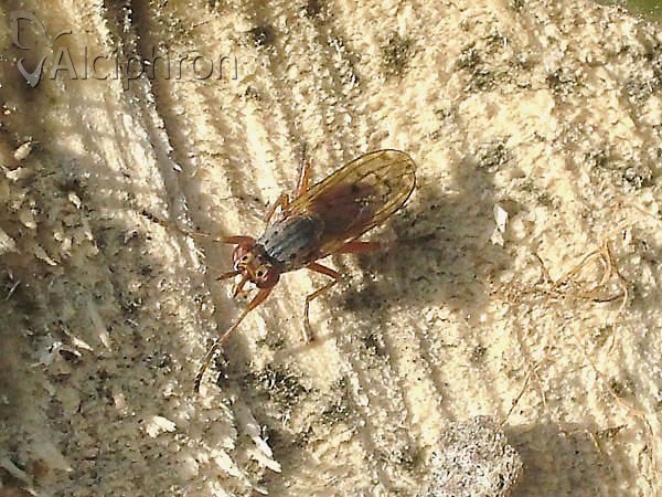 Elgiva cucularia