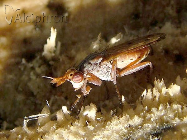Elgiva cucularia