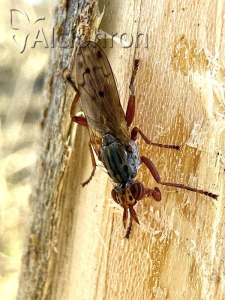 Elgiva cucularia