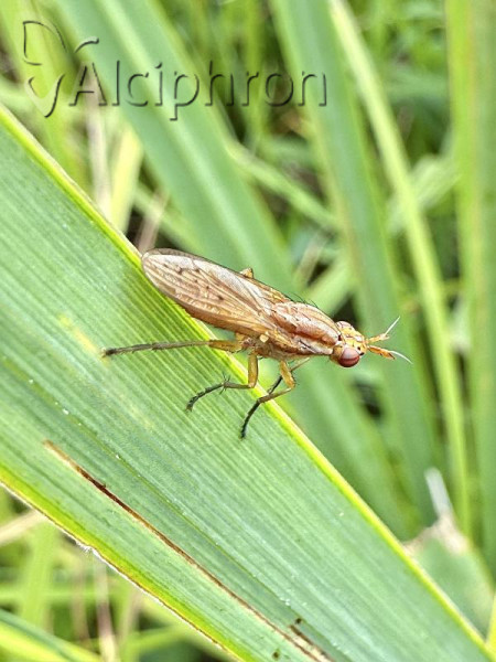 Ilione albiseta