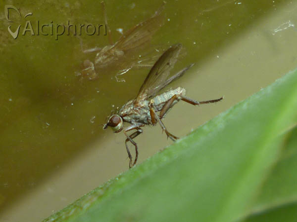 Pherbellia cinerella