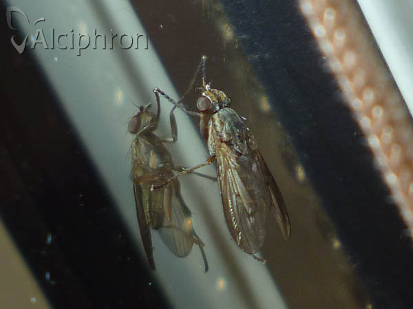 Pherbellia cinerella